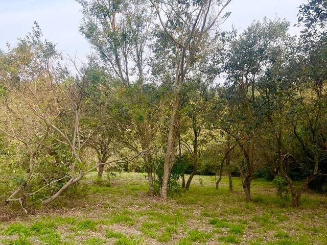 Área para Venda em São Pedro - 4